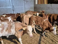 Bull, Simmental cattle — photo 5