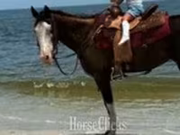 Kobyła, American paint horse — zdjęcie 6