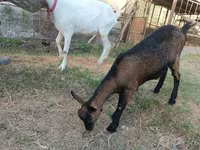 Koza, Saanen goat — zdjęcie 3