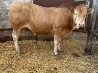 Bull, Blonde d’Aquitane cattle — photo 1