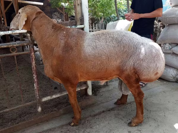 Ram, Sheep