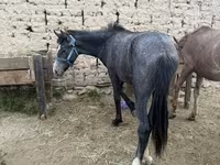 Koń, Friesian sport horse — zdjęcie 1