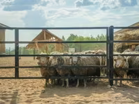 公羊, Sheep — 照片 3