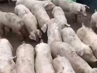 Eber, Schweine — Foto 3