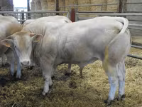 Byk, Blonde d’Aquitane cattle — zdjęcie 3