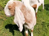 Koza, Nubian Goat — zdjęcie 6