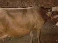 Cow, Ukrainian Brown Dairy Cattle — photo 1