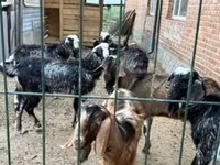 Koza, Alpine goat — zdjęcie 7