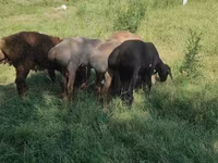 Baran, Kazakh fat-tailed coarsewool sheep — zdjęcie 2