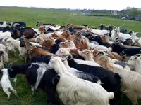 母山羊, Goats — 照片 2