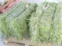 cumpar lucerna — zdjęcie 2