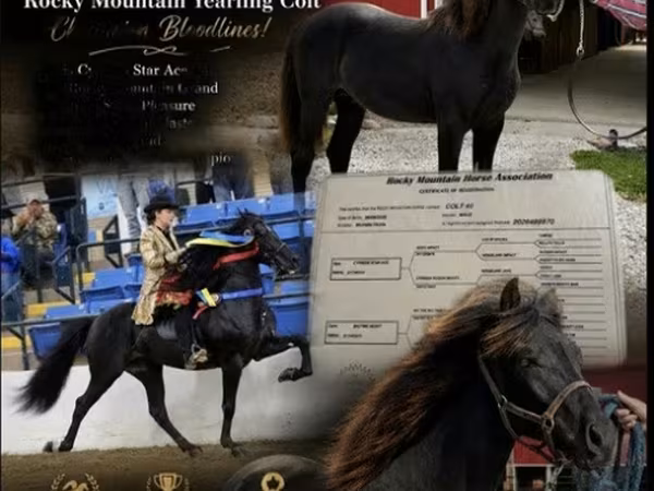 Koń, Rocky Mountain Horse