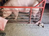 Boar, Pigs — photo 3