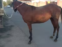 Kobyła, Anglo-Arabian — zdjęcie 3