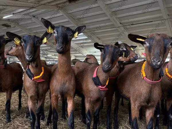Kozioł, Saanen goat