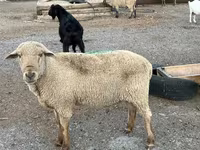 Widder, Hampshire sheep — Foto 7