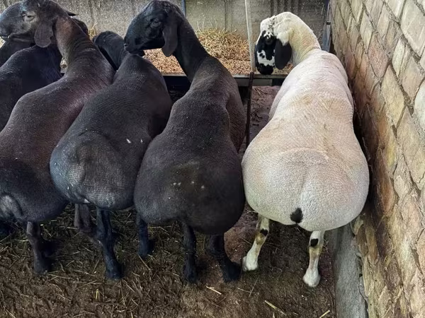 Ram, Sheep
