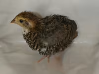 Quails — zdjęcie 8