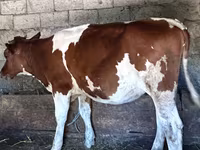 Cow, Cattle — photo 2