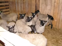 Owca, Romanov sheep — zdjęcie 1