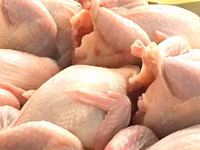 Prepelite: carne, oua, taietei, afumate, marinate, congelate, maioneza, pate, carne inabusita etc.. — zdjęcie 2