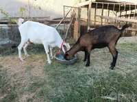 Koza, Saanen goat — zdjęcie 2