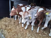 Byk, Simmental cattle — zdjęcie 3