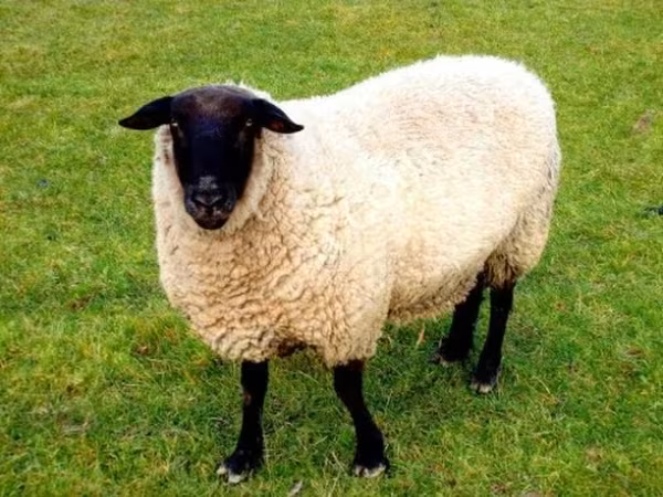 Owca, Barbados Blackbelly sheep — Rosja