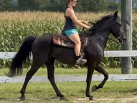 Kobyła, Przewalski's horse — zdjęcie 7