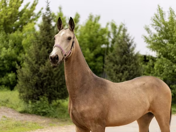 Kobyła, Akhal-Teke