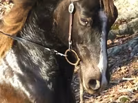 Caballo, Rocky Mountain Horse — foto 5