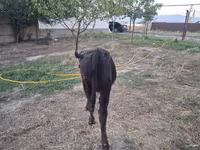 Bull, Alatau breed — photo 3