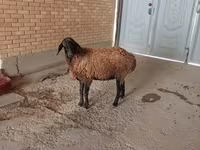 Baran, Owce — zdjęcie 4