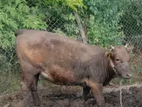 母牛, Cattle — 照片 2