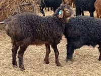Baran, Edilbay sheep — zdjęcie 2