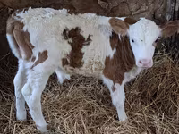 Byk, Simmental cattle — zdjęcie 3