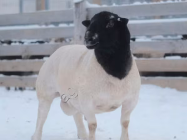 Baran, Dorper sheep