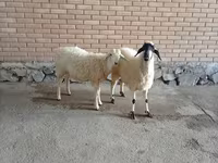 Kozioł, Kozy — zdjęcie 2