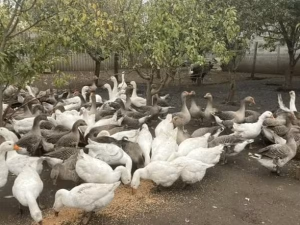 Geese — Rosja