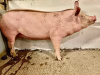 Säue, Schweine — Foto 5