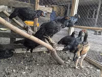 Chickens — photo 4