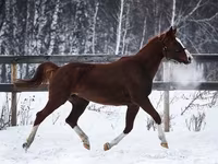Kobyła, American shetland pony — zdjęcie 5