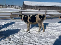 Krowa, Russian Black pied cattle — zdjęcie 2