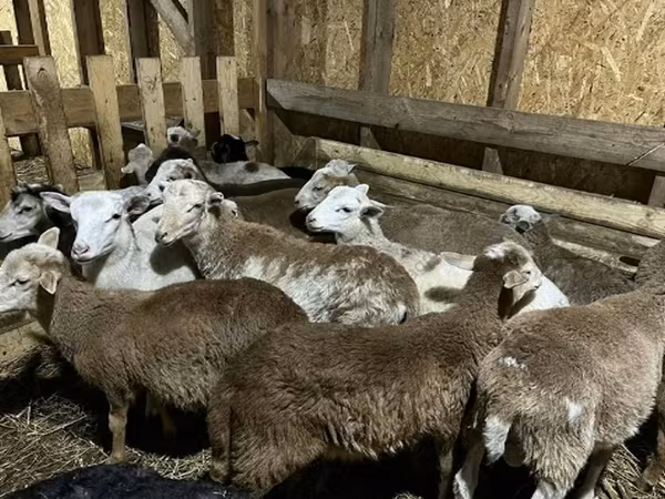 Widder, Katum sheep