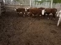 Krowa, Bydło — zdjęcie 2