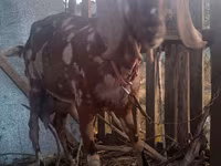 Kozioł, Nubian Goat — zdjęcie 4