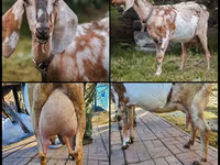 Koza, Nubian Goat — zdjęcie 1