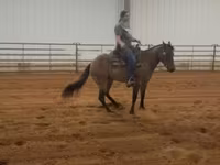 Kobyła, Quarter Horse — zdjęcie 5