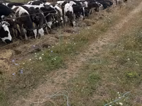 公牛, Cattle — 照片 2