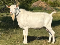 公山羊, Saanen goat — 照片 1